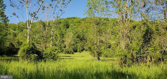 view of local wilderness