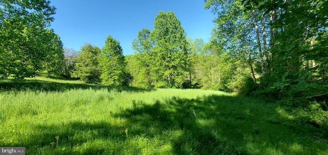 view of local wilderness