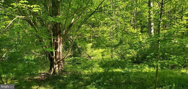 view of local wilderness