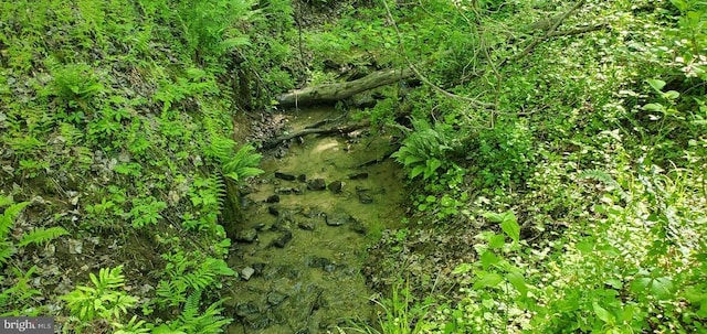 view of local wilderness