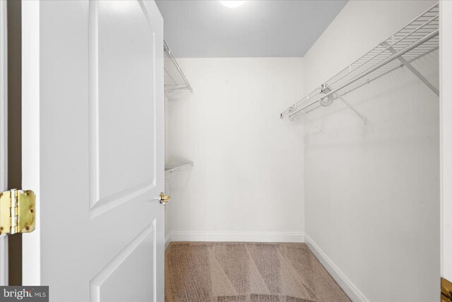 walk in closet with carpet floors