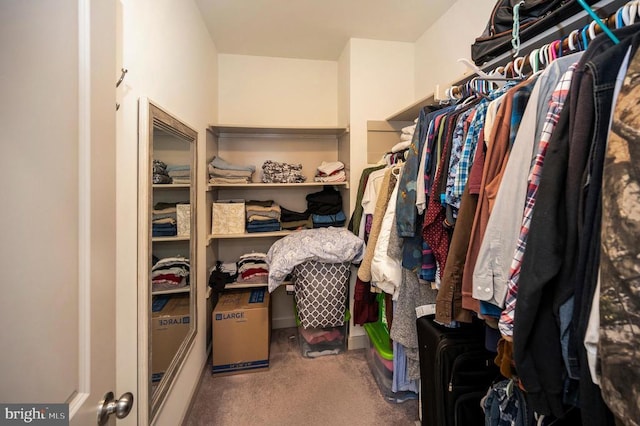 spacious closet featuring carpet flooring