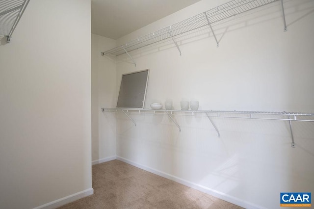 spacious closet featuring carpet