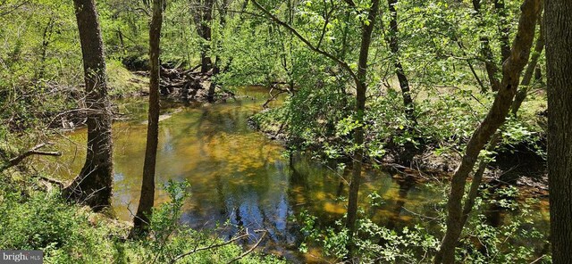 water view featuring a view of trees