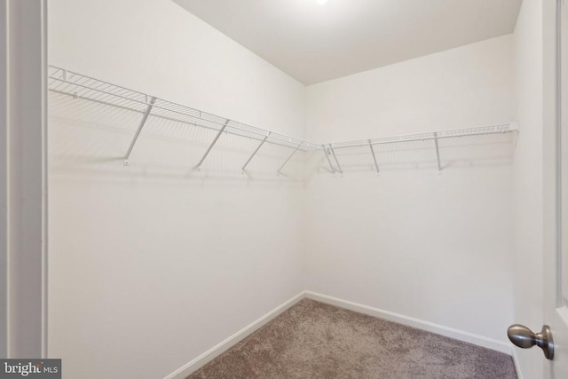 walk in closet with carpet floors