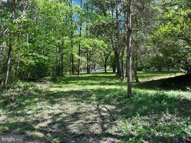 view of yard featuring a wooded view