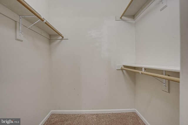 walk in closet featuring carpet floors