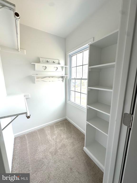 spacious closet featuring carpet