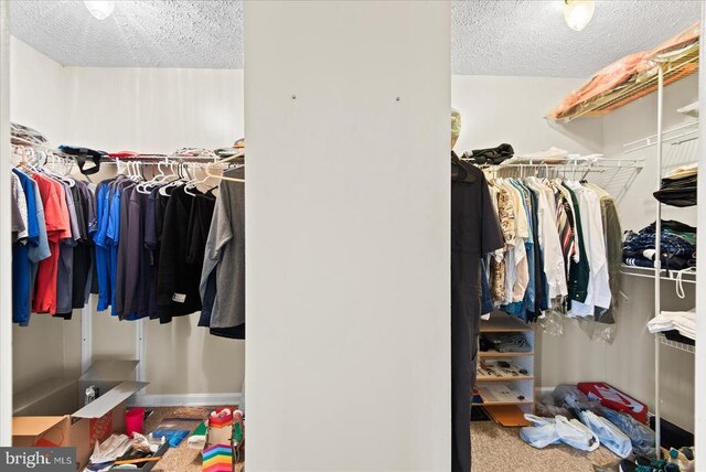 walk in closet with carpet flooring