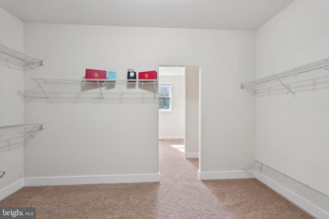 spacious closet featuring carpet flooring