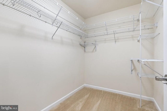 spacious closet with carpet