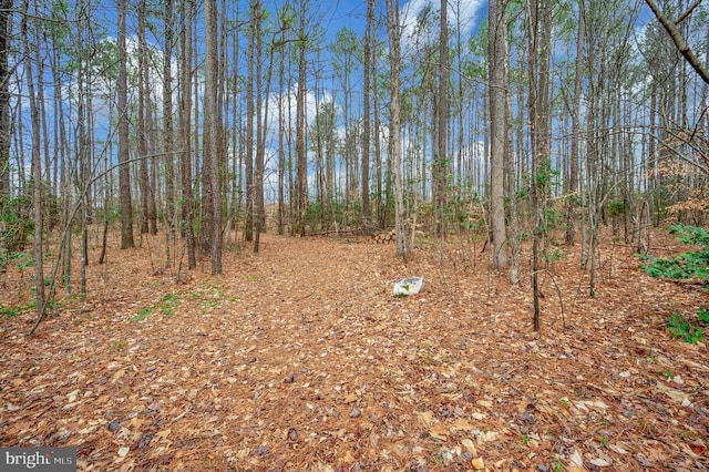 view of local wilderness