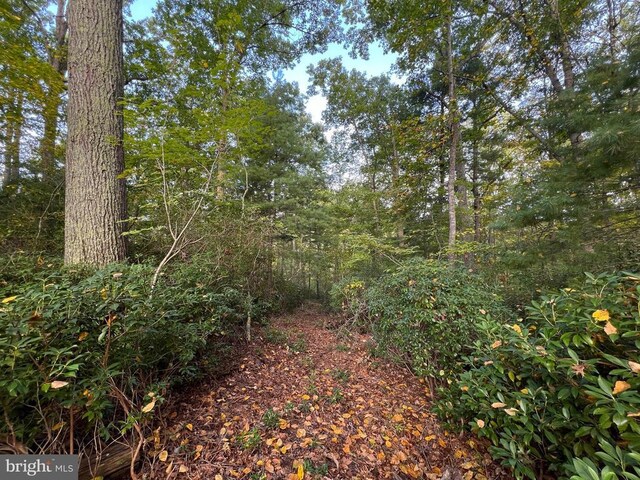 view of local wilderness