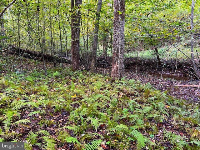 view of local wilderness featuring a forest view