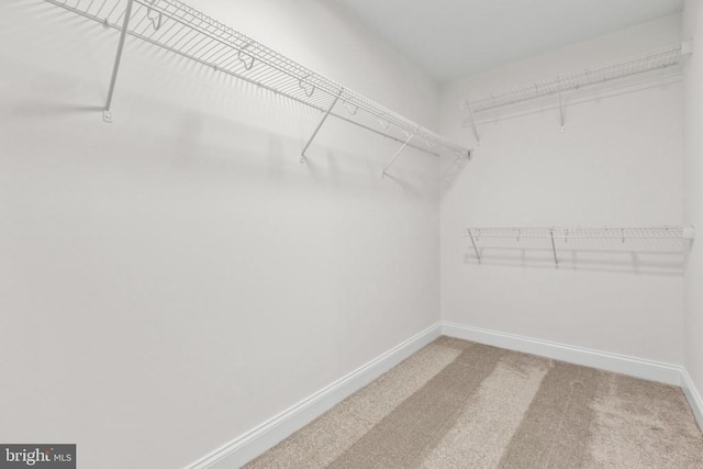 walk in closet featuring carpet floors