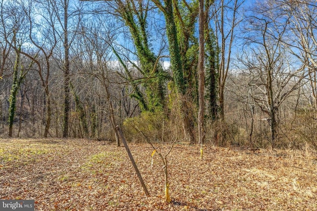 view of local wilderness featuring a view of trees