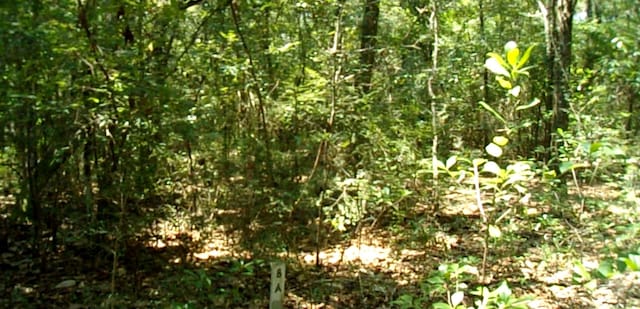 Listing photo 2 for 1.81AC Retreat Inlt, Baker FL 32531