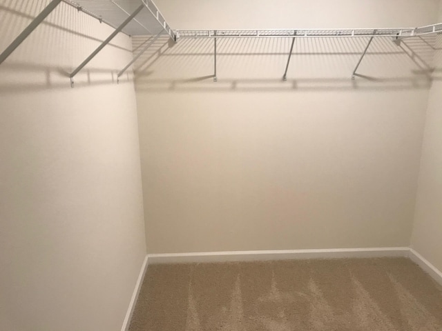 spacious closet with carpet floors