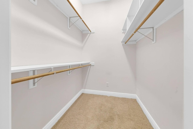 spacious closet featuring carpet flooring