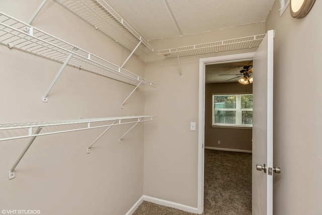 walk in closet with ceiling fan and carpet