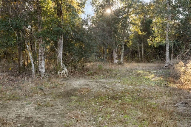 view of local wilderness