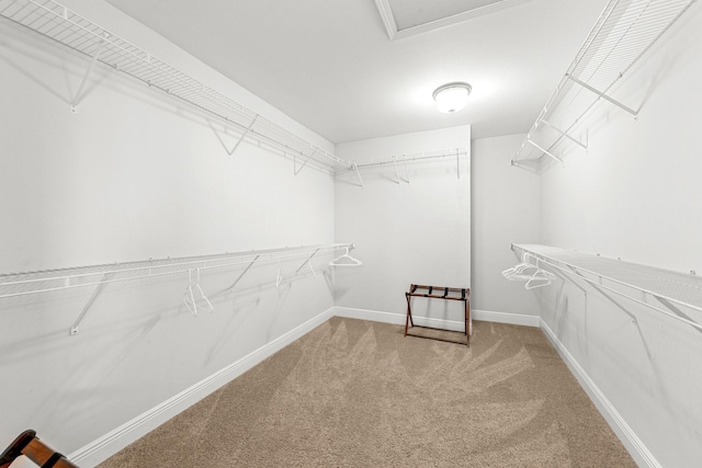 walk in closet with carpet floors