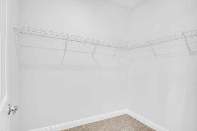 walk in closet with carpet flooring