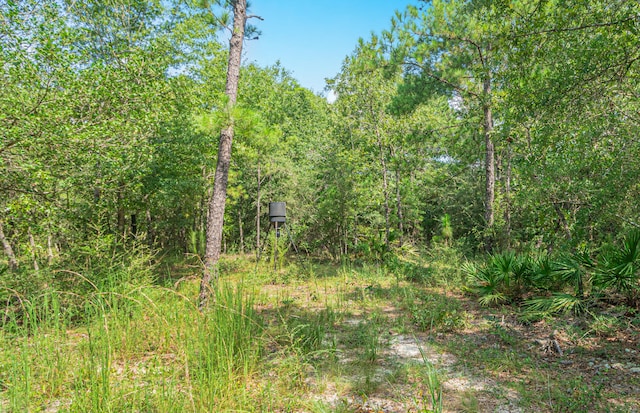 view of local wilderness