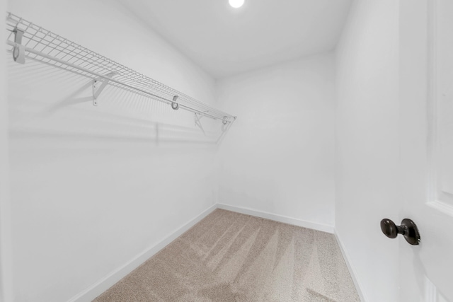 spacious closet featuring carpet