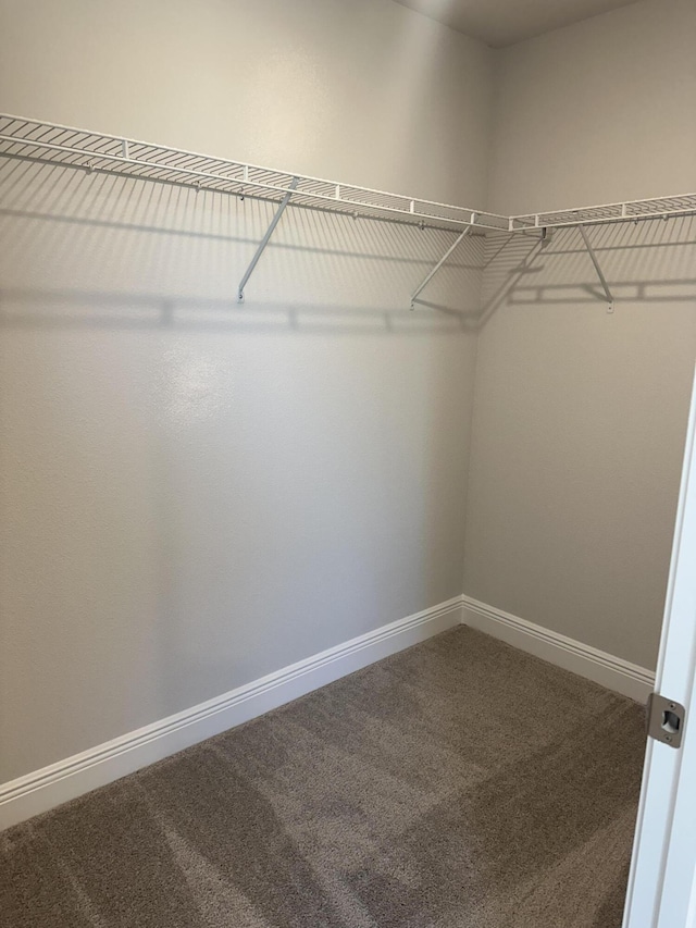 spacious closet featuring carpet floors