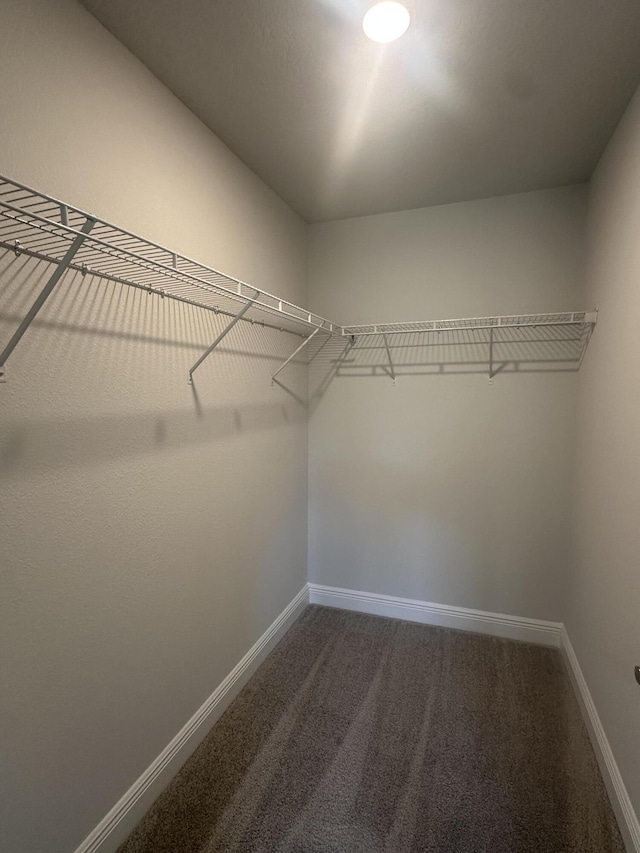 walk in closet with carpet floors