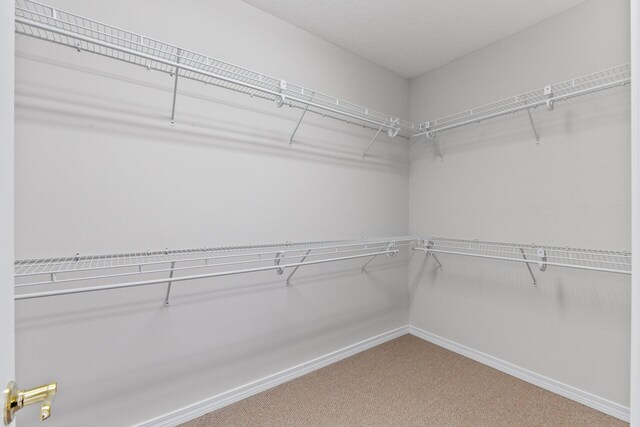 walk in closet featuring carpet flooring