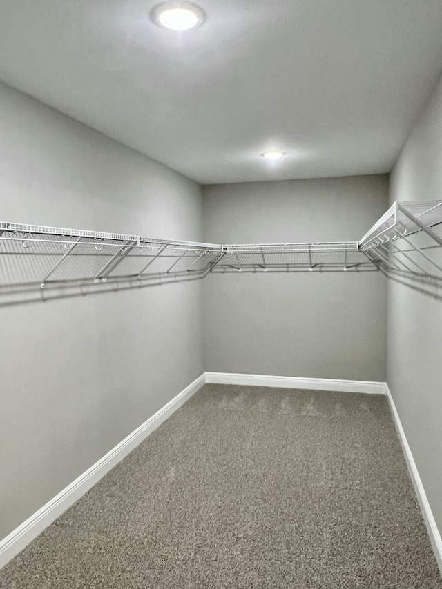 walk in closet with carpet floors