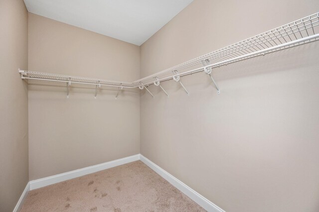 spacious closet featuring carpet floors