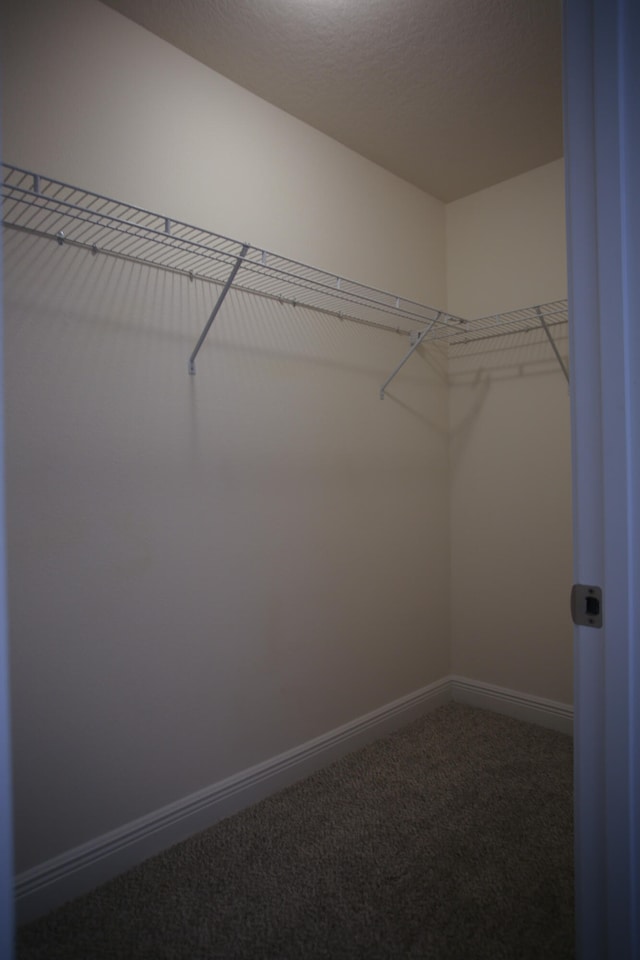 spacious closet featuring carpet flooring