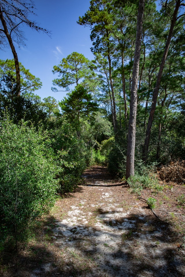 view of local wilderness