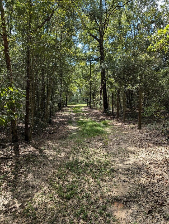 view of local wilderness