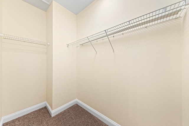 walk in closet with carpet flooring