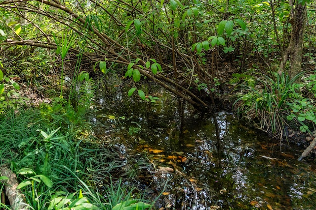 view of local wilderness