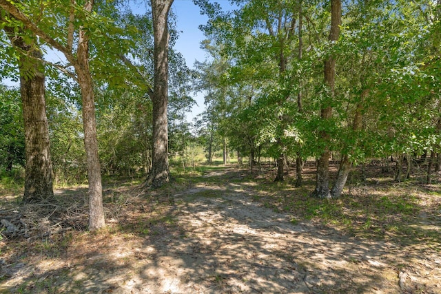 view of local wilderness