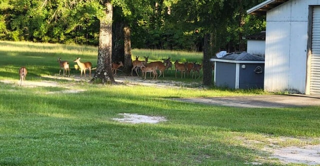 view of yard featuring a shed