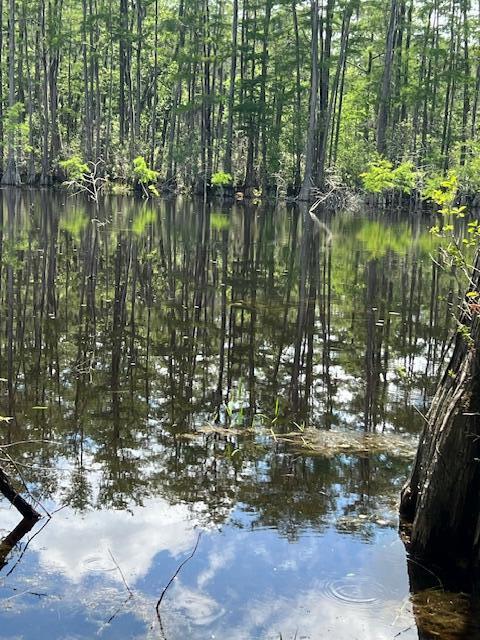 4.5ACRES Blue Pond Ln, Ponce De Leon, FL 32455 - photo 4