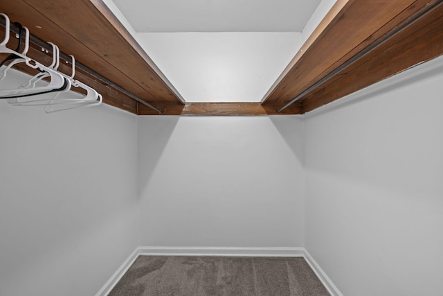 spacious closet featuring carpet floors