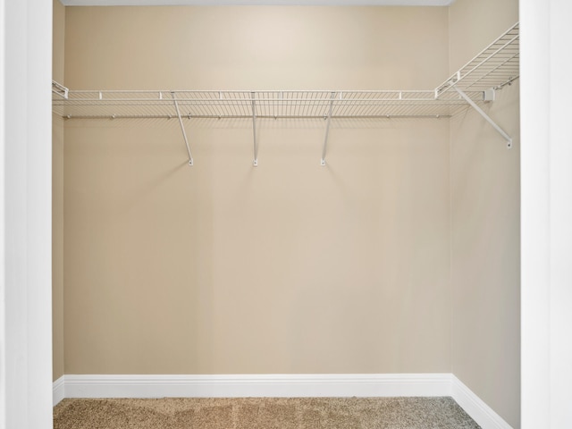 walk in closet featuring carpet floors