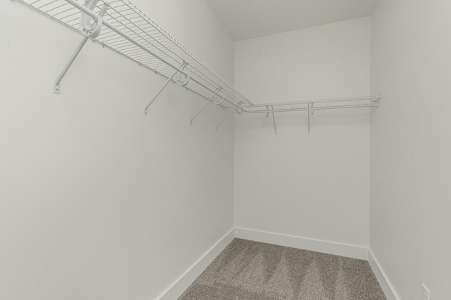 spacious closet featuring carpet flooring