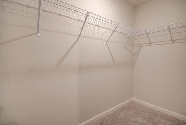 walk in closet with carpet floors