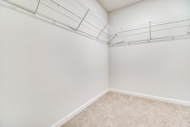 walk in closet featuring carpet flooring