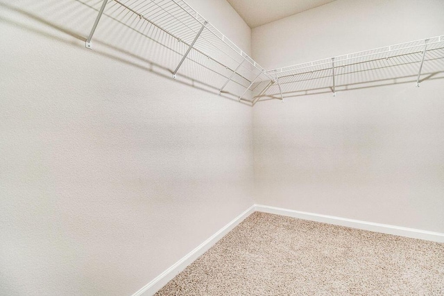 spacious closet featuring carpet flooring