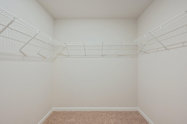 walk in closet featuring carpet floors