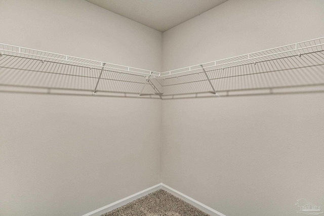 walk in closet with carpet floors